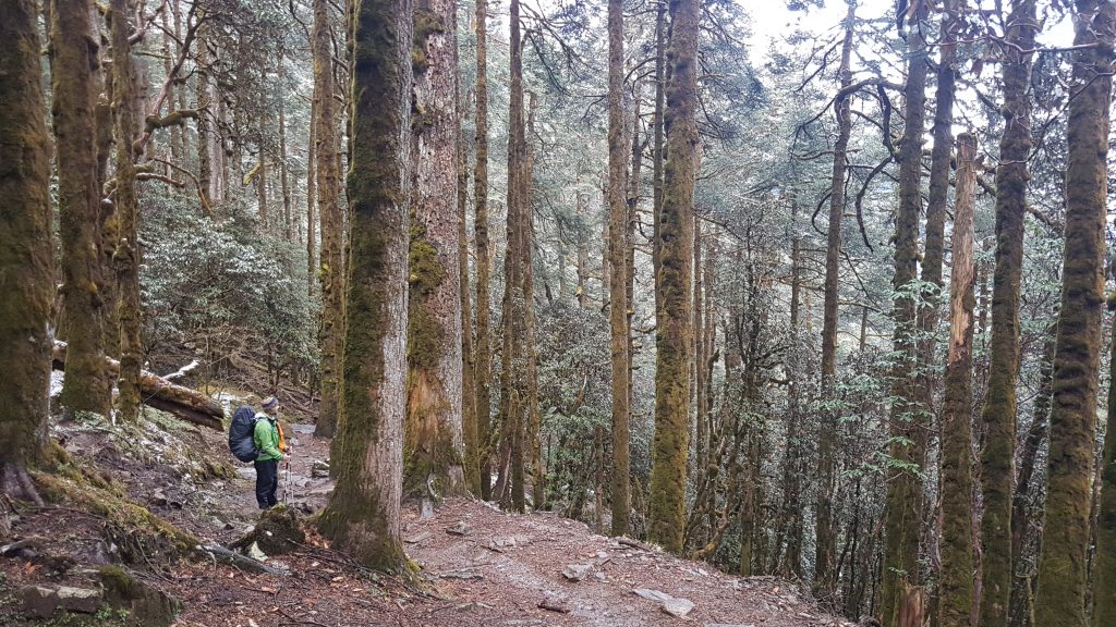 Lamjura Pass forest