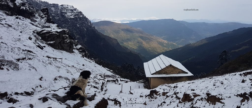 dog on lamjura pass