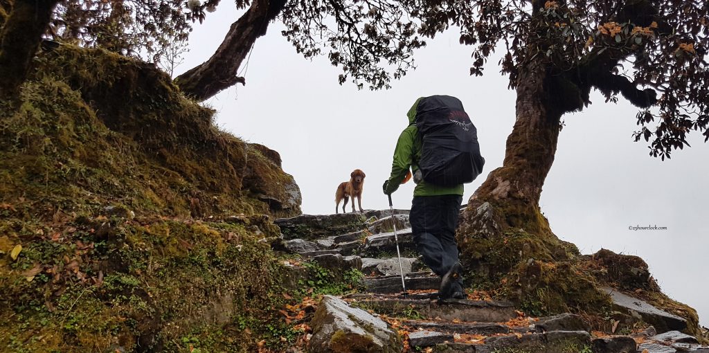 dog on Lamjura Pass