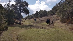 Yaks grazing